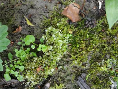 Rhizomnium punctatum, photographed by Ben Deed