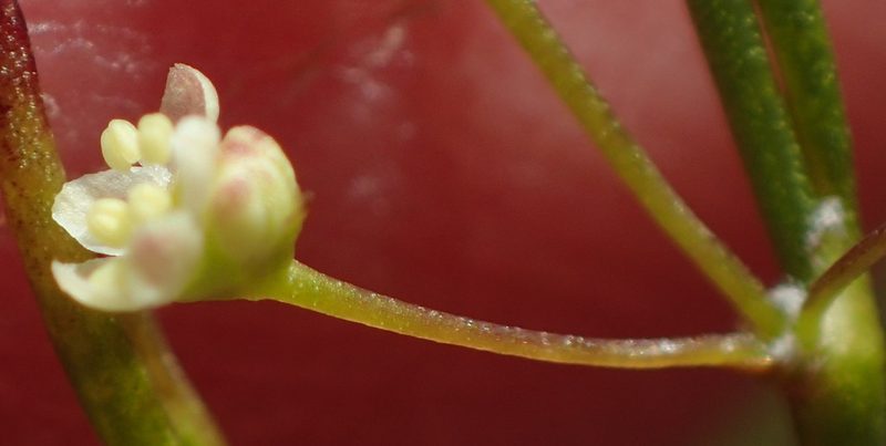 Centella virgata, photographed by Nicola van Berkel