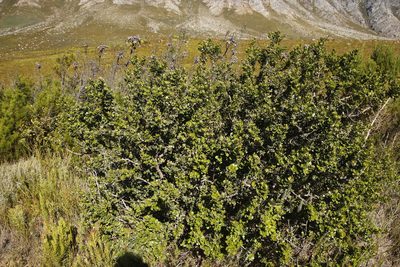 Searsia lucida, photographed by Tony Rebelo
