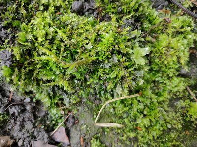 Calliergonella cuspidata, photographed by Ben Deed