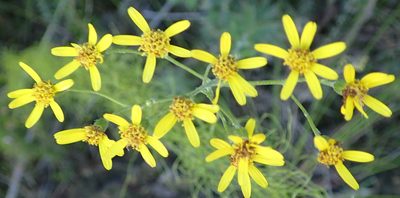 Senecio crenatus, photographed by Nicola van Berkel