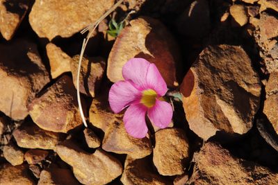 Oxalis purpurea, photographed by Tony Rebelo