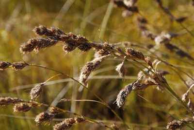 Tetraria bromoides, photographed by Tony Rebelo