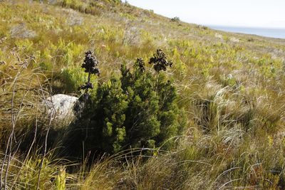 Widdringtonia nodiflora, photographed by Tony Rebelo