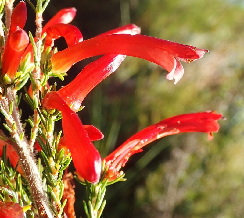 Erica curviflora, photographed by Nicola van Berkel
