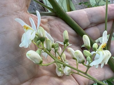 Moringa oleifera, photographed by Alan Weakley