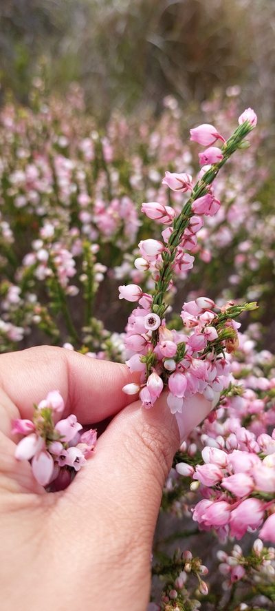 Erica filipendula, photographed by sharndreheuvel