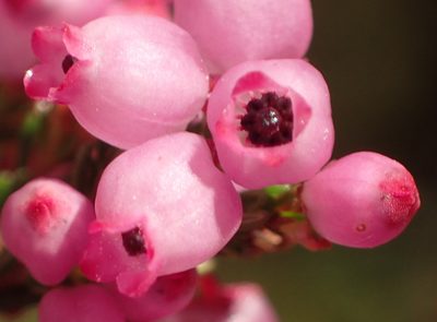 Erica gracilis, photographed by Nicola van Berkel