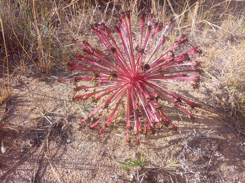 Crossyne guttata, photographed by bullwooding
