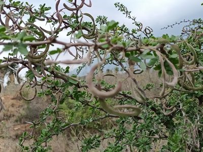Vachellia rigidula, photographed by José Gerardo Velasco