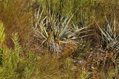 Prionium serratum, photographed by Tony Rebelo