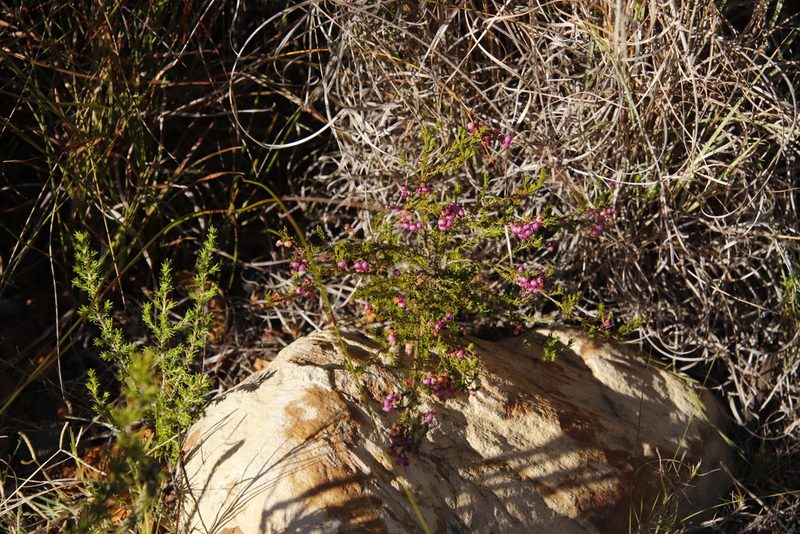 Erica multumbellifera, photographed by Tony Rebelo