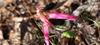 Lachenalia punctata, photographed by sharndreheuvel