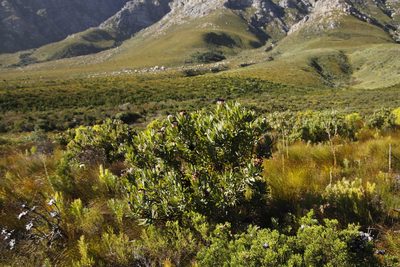 Protea laurifolia, photographed by Tony Rebelo
