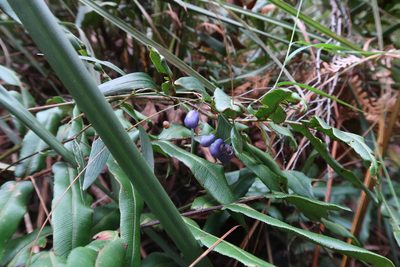 Drymophila cyanocarpa, photographed by Cowirrie