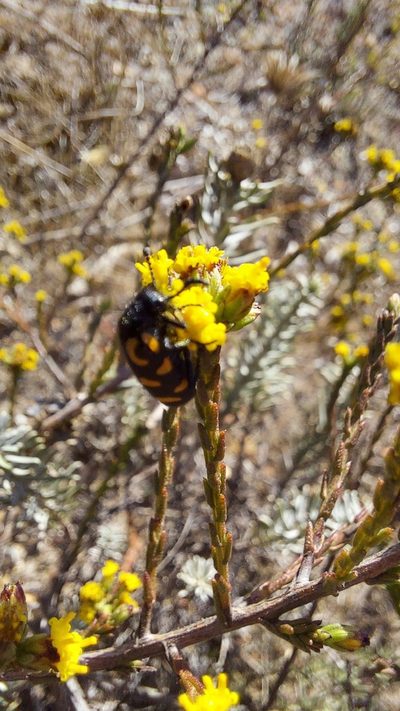 Marasmodes dummeri, photographed by Jacques van der Merwe
