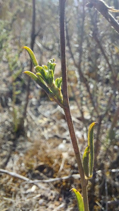 Psoralea uncinata, photographed by Jacques van der Merwe