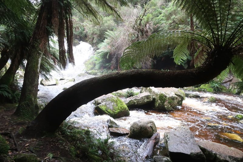 Dicksonia antarctica, photographed by Cowirrie