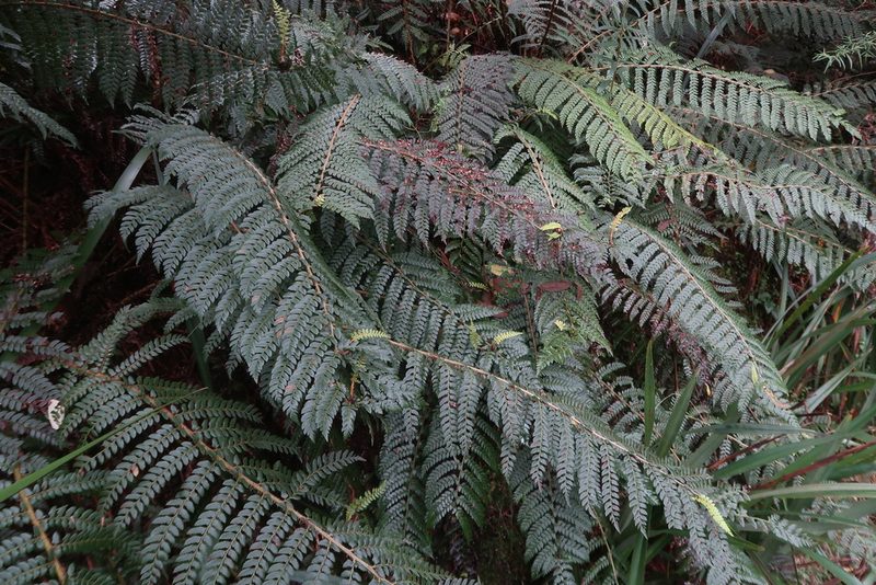 Polystichum proliferum, photographed by Cowirrie