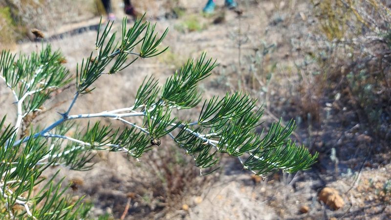 Asparagus lignosus, photographed by Jacques van der Merwe