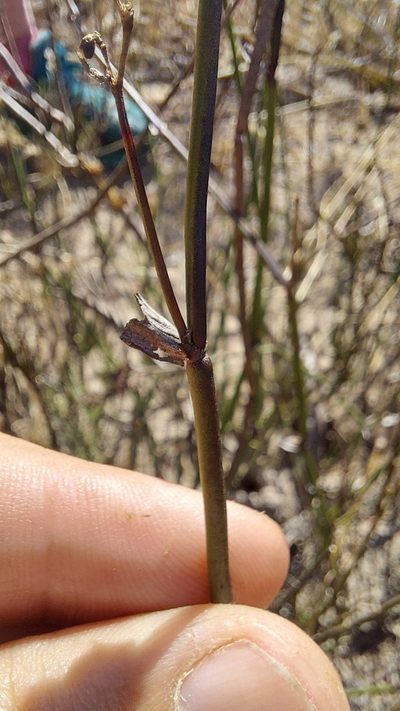 Elegia extensa, photographed by Jacques van der Merwe