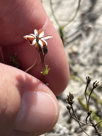 Jamesbrittenia albomarginata, photographed by Charleen Brunke