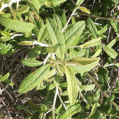 Tarchonanthus littoralis, photographed by Dagmar Gleiss