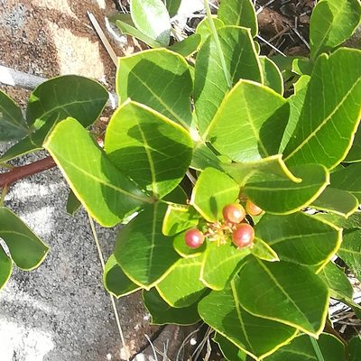 Searsia laevigata, photographed by Dagmar Gleiss