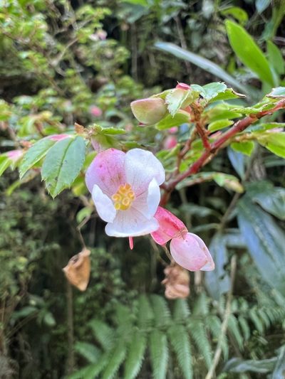 Begonia foliosa, photographed by Nicolás Baresch Uribe