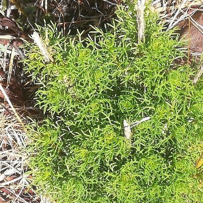 Euryops abrotanifolius, photographed by Dagmar Gleiss