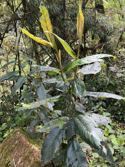 Brunellia acutangula, photographed by Nicolás Baresch Uribe