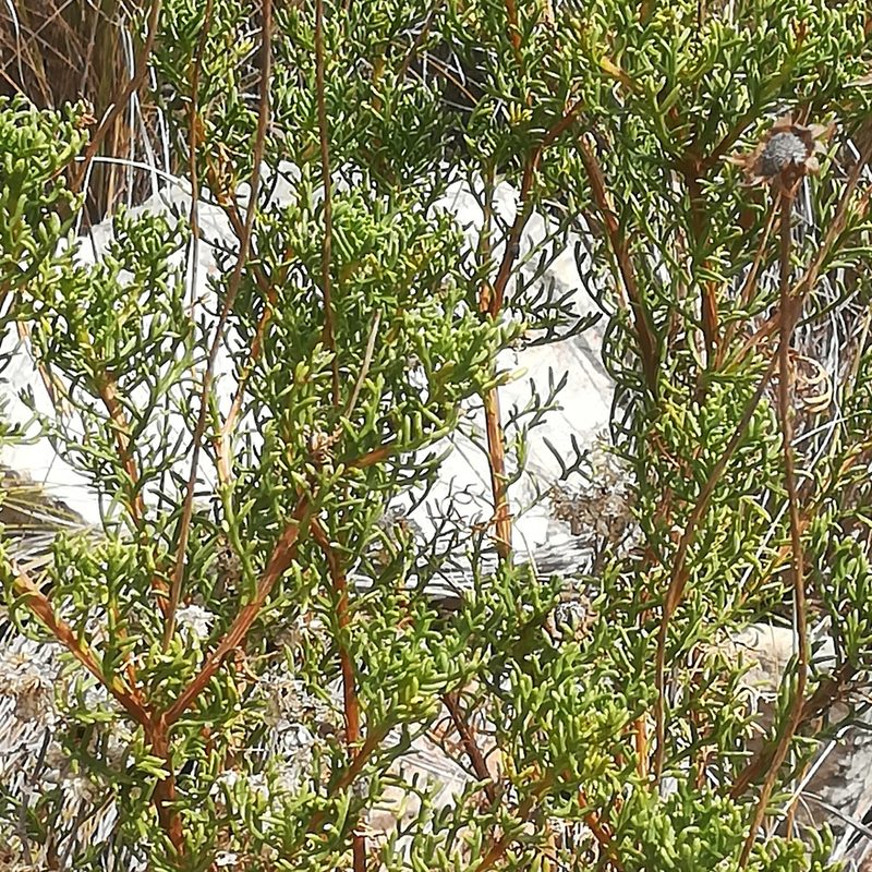 Euryops abrotanifolius, photographed by Dagmar Gleiss