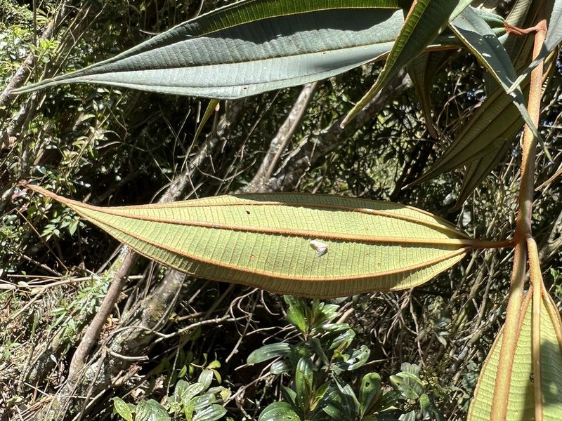 Miconia miocarpa, photographed by Nicolás Baresch Uribe