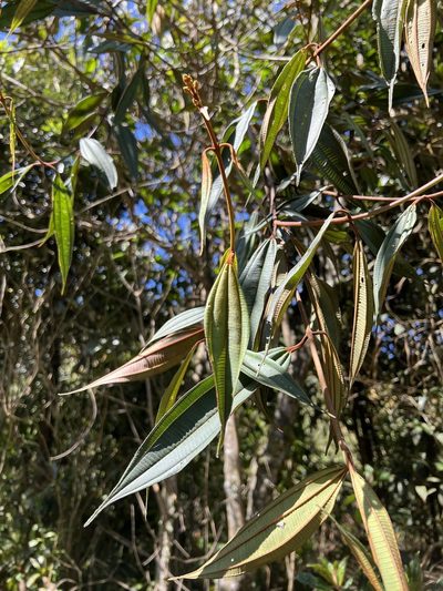 Miconia miocarpa, photographed by Nicolás Baresch Uribe