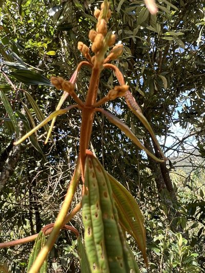 Miconia miocarpa, photographed by Nicolás Baresch Uribe