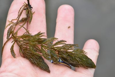Ceratophyllum demersum, photographed by Марина Садыкова