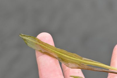 Potamogeton nodosus