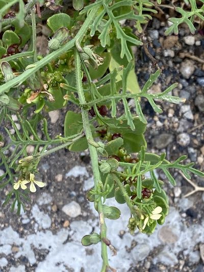 Carrichtera annua, photographed by Asher P Higgins