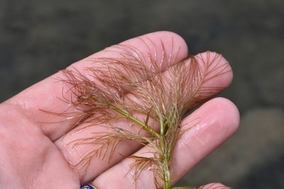 Myriophyllum aquaticum, photographed by Марина Садыкова