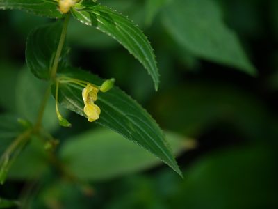 Impatiens dalzellii, photographed by Dinesh Valke