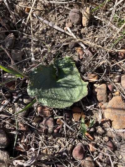 Eriospermum capense, photographed by Charleen Brunke
