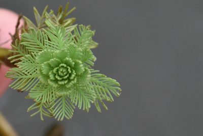 Myriophyllum aquaticum, photographed by Марина Садыкова