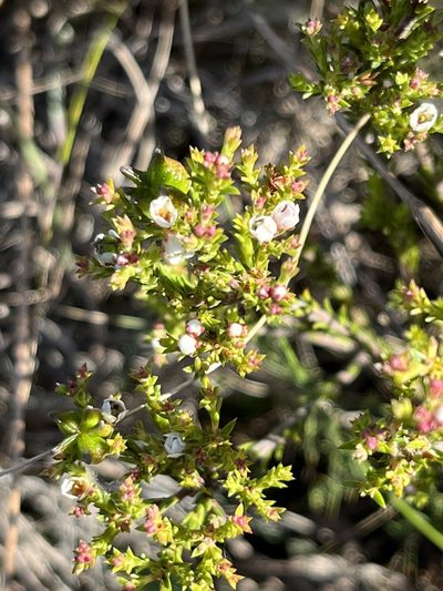 Diosma passerinoides, photographed by Charleen Brunke