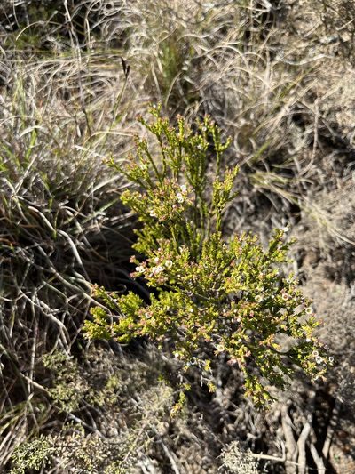Diosma passerinoides, photographed by Charleen Brunke