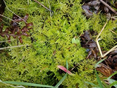 Kindbergia praelonga, photographed by Ben Deed