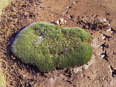 Distichia muscoides, photographed by Humber Alberto