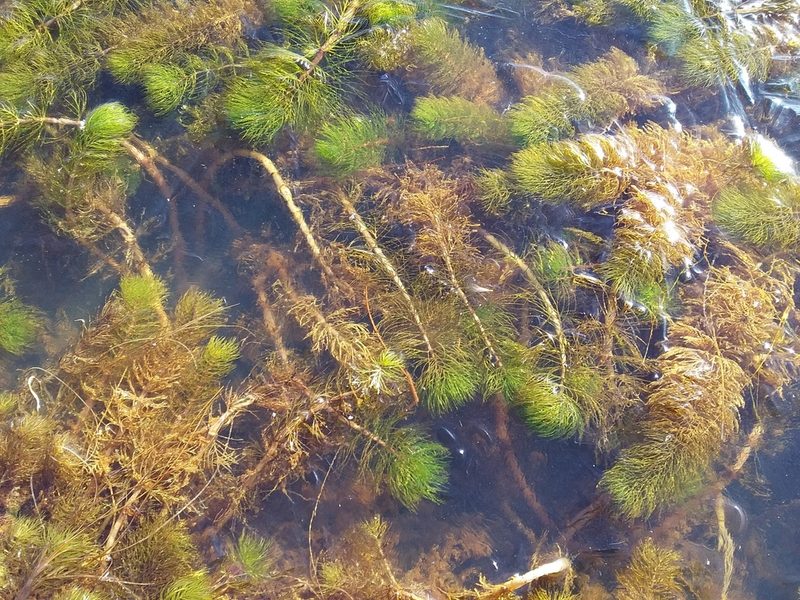 Myriophyllum quitense, photographed by Humber Alberto