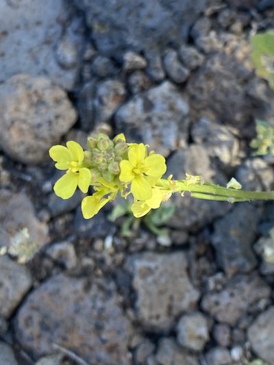 Erucastrum canariense, photographed by Asher P Higgins