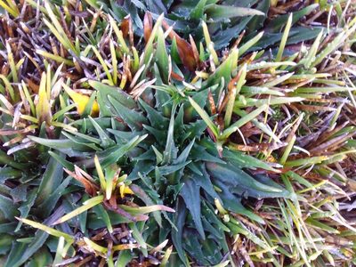 Plantago tubulosa, photographed by Humber Alberto