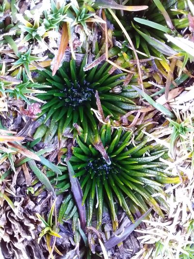 Isoetes andicola, photographed by Humber Alberto